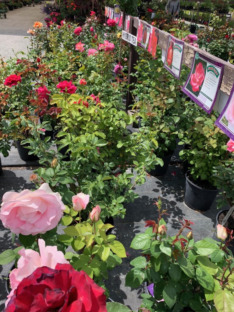 Home Art Knapp Kelowna